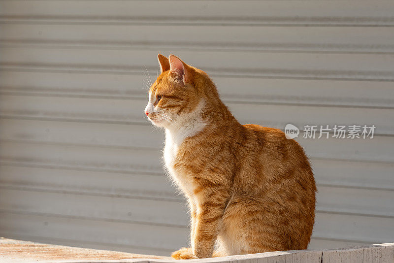 由于冠状病毒的宵禁，空ALACATI (Alaçatı)的流浪猫舒适地坐在关门的商店前。